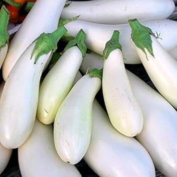 Eggplant Sweet Fruit Seeds for Planting White 100 pcs